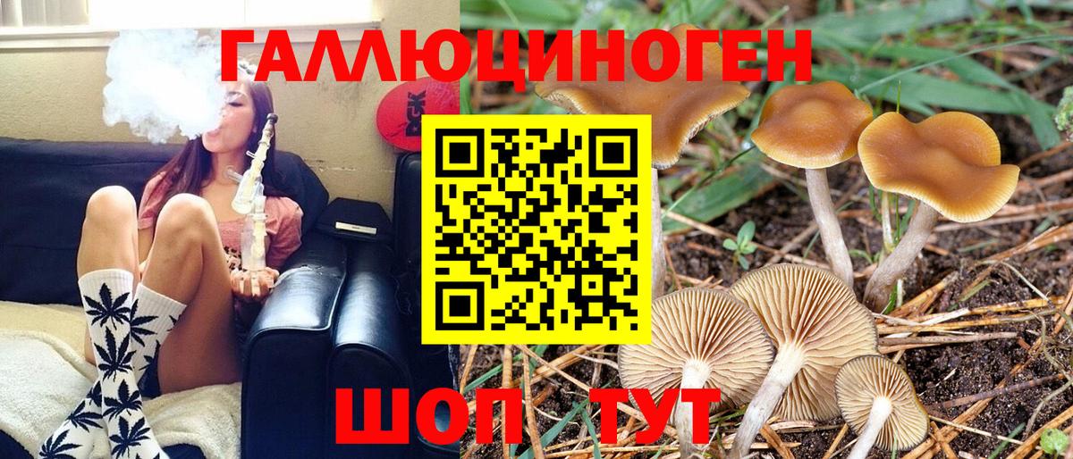Псилоцибиновые грибы Cubensis Сальск